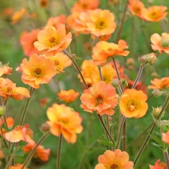 Benoîte Prinses Juliana - Un massif orange dès le printemps