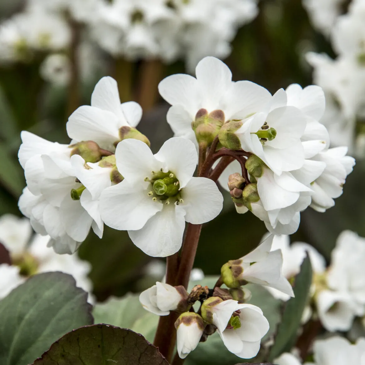 Bergénia Bressingham White - Fleurs blanches dès février