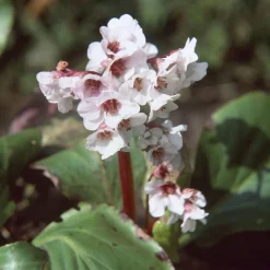 Bergénia Silberlicht - Fleurs blanches dès février