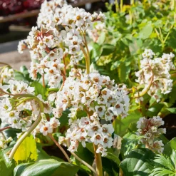Bergénia Silberlicht - Fleurs blanches dès février