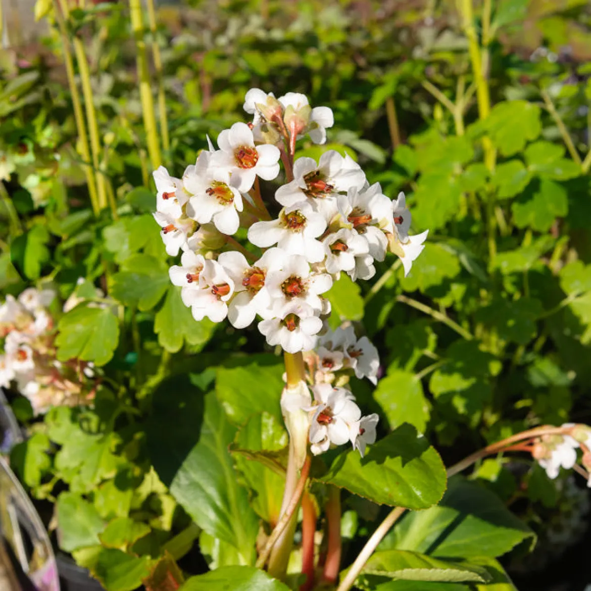 Bergénia Silberlicht - Fleurs blanches dès février
