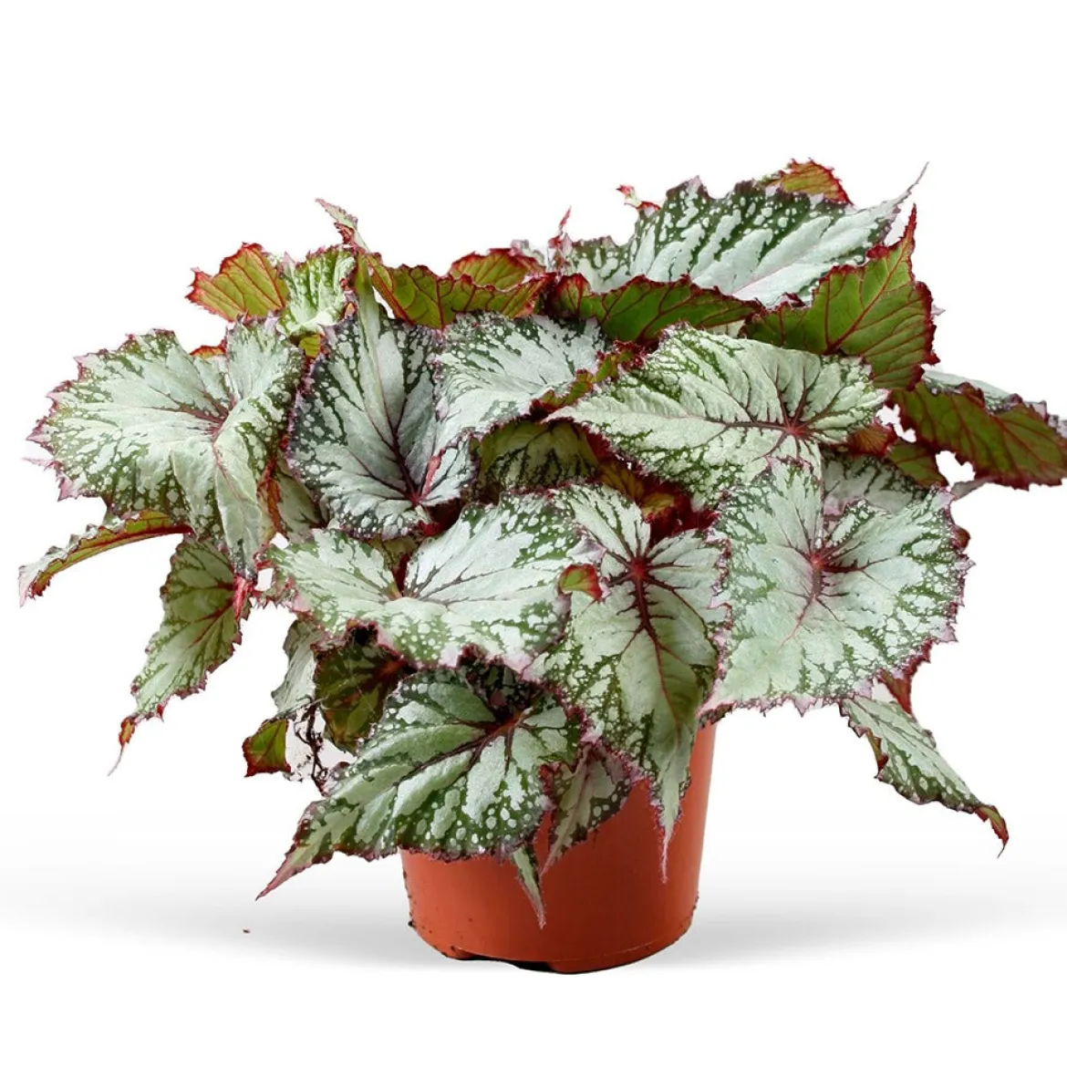 Bégonia Begonia 'Asian Tundra' - Un feuillage qui hypnotise