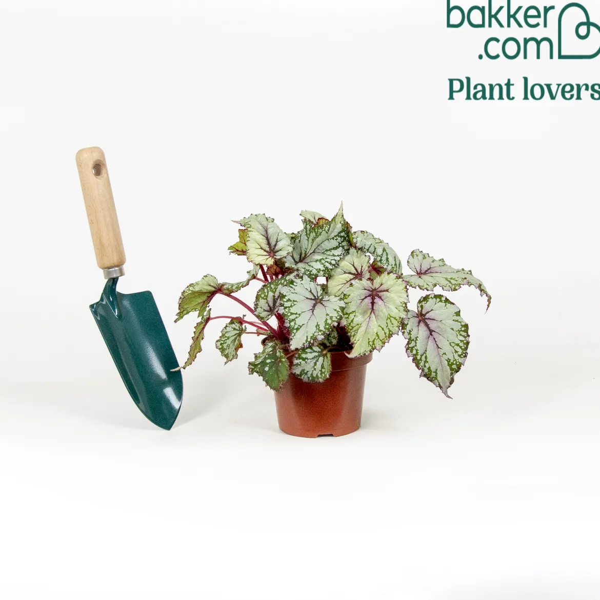 Bégonia Begonia 'Asian Tundra' - Un feuillage qui hypnotise