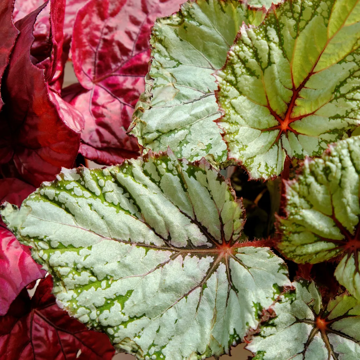 Bégonia Begonia 'Asian Tundra' - Un feuillage qui hypnotise