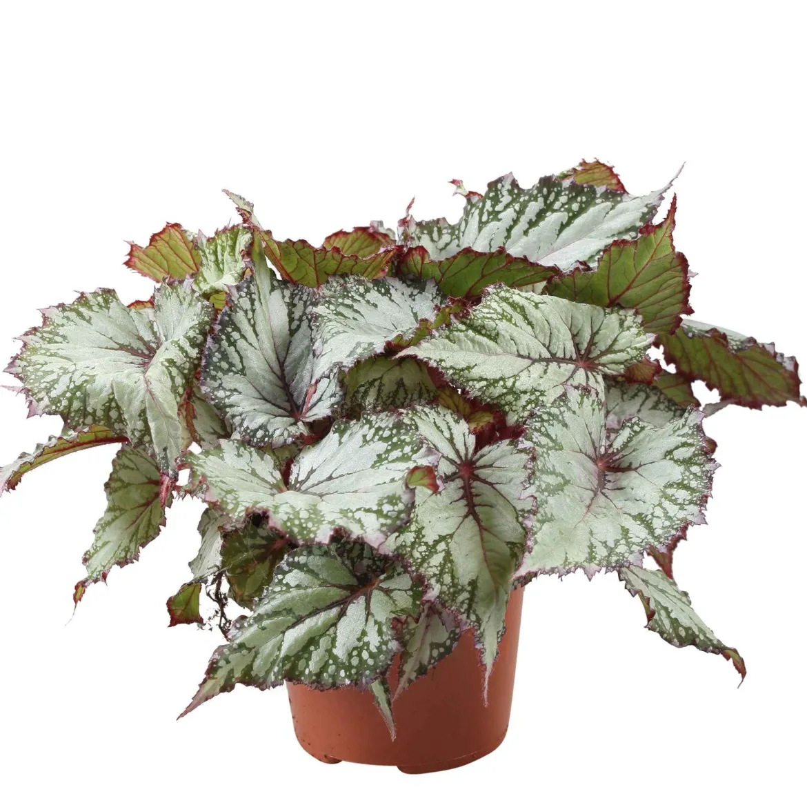 Bégonia Begonia 'Asian Tundra' - Un feuillage qui hypnotise