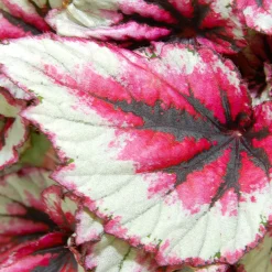 Bégonia Begonia 'Evening Glow' - Feuillage cuivré qui illumine