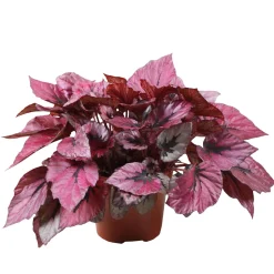 Bégonia Begonia 'Indian Summer' - Un feuillage qui change tout