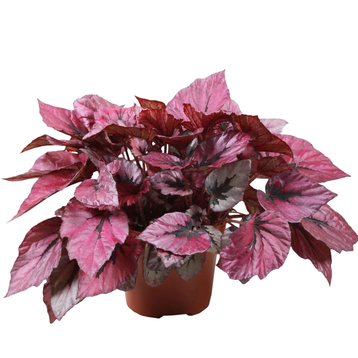 Bégonia Begonia 'Indian Summer' - Un feuillage qui change tout
