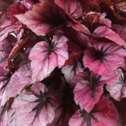 Bégonia Begonia 'Indian Summer' - Un feuillage qui change tout