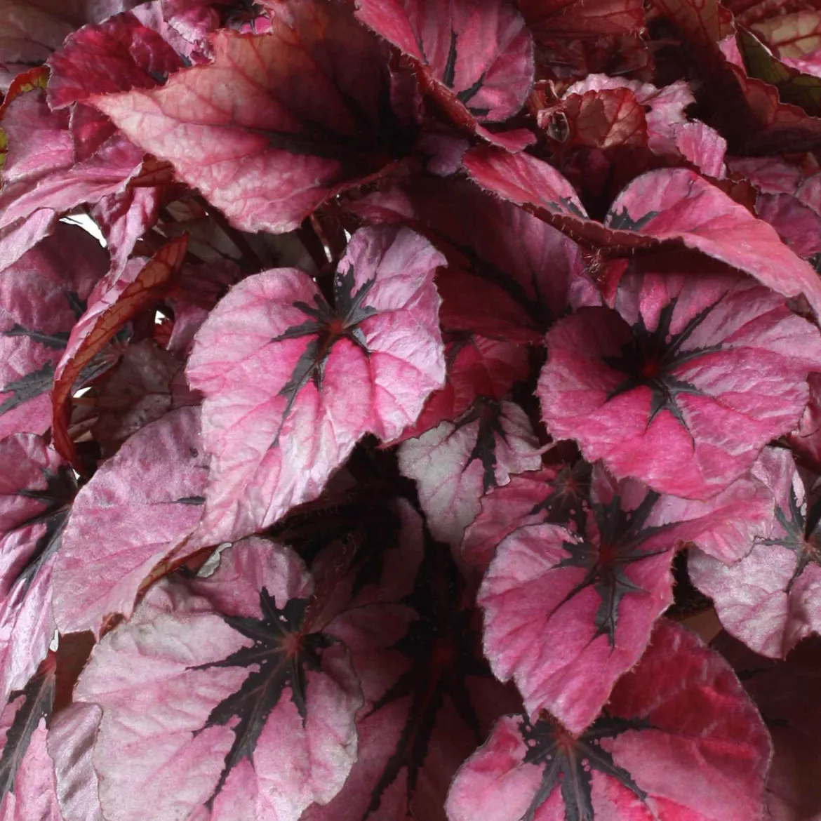 Bégonia Begonia 'Indian Summer' - Un feuillage qui change tout