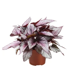 Bégonia Begonia 'Maori Haze' - Un feuillage qui hypnotise