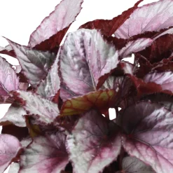 Bégonia Begonia 'Maori Haze' - Un feuillage qui hypnotise
