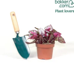 Bégonia Begonia 'Maui Sunset' - Un feuillage qui flamboie