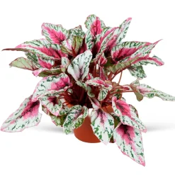 Bégonia Begonia 'Maui Sunset' - Un feuillage qui flamboie