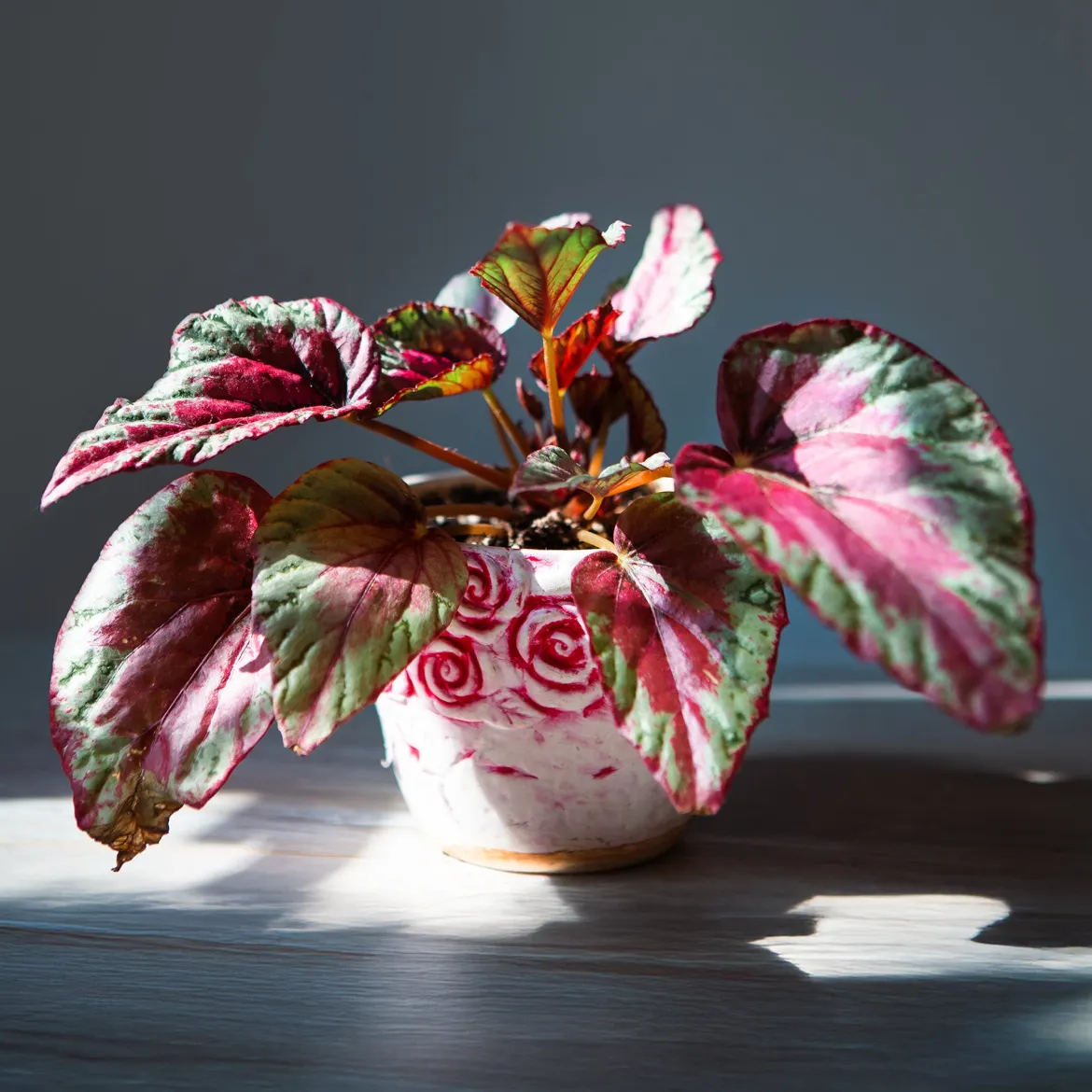 Bégonia Begonia 'Maui Sunset' - Un feuillage qui flamboie