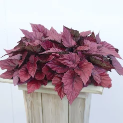 Bégonia Beleaf Inca Flame - Le feuillage qui flamboie