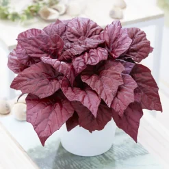 Bégonia Beleaf Inca Flame - Le feuillage qui flamboie