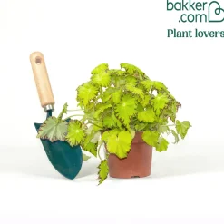 Bégonia Beleaf Lima Love - Feuillage graphique déco