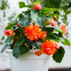 Bégonia à grandes fleurs oranges - Un balcon en feu dès l'été