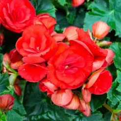 Bégonia à grandes fleurs rouges - Des fleurs rouges tout l'été