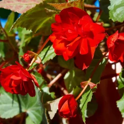 Bégonia à grandes fleurs rouges - Des fleurs rouges tout l'été