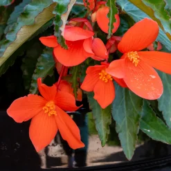 Bégonia retombant orange - Cascade orange en été