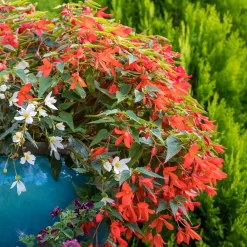 Bégonia retombant orange - Cascade orange en été