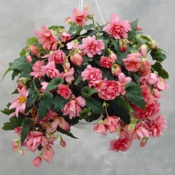 Bégonia retombant rose - Une cascade rose tout l'été