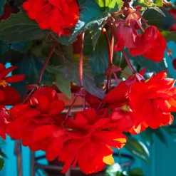 Bégonia retombant rouge - Cascade de fleurs rouges