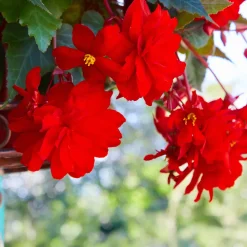 Bégonia retombant rouge - Cascade de fleurs rouges