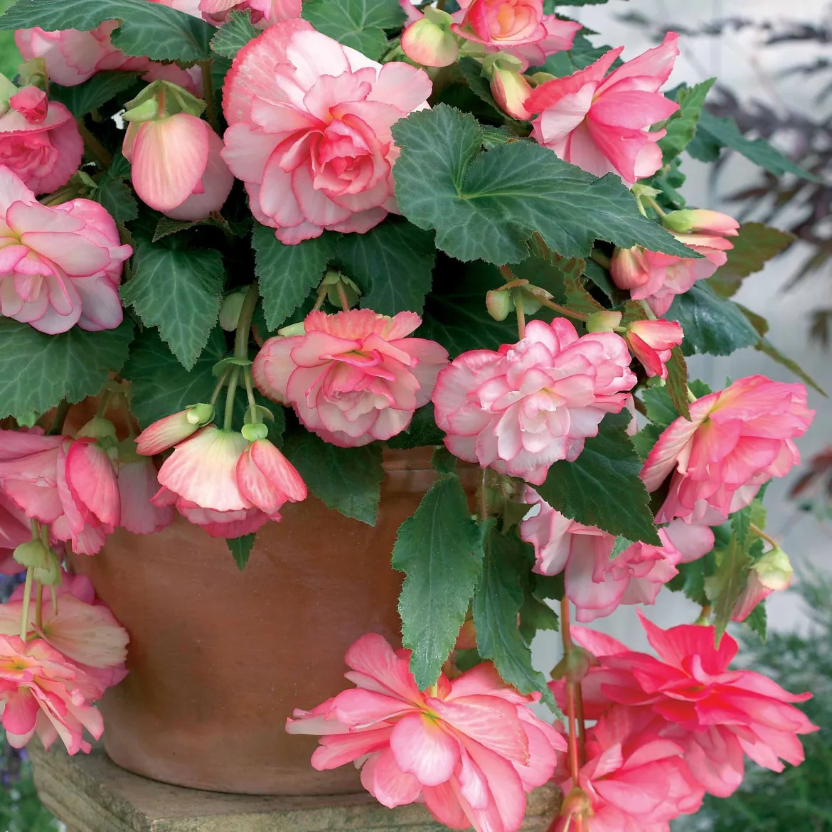 3 Bégonias cascade Florence - Cascade de fleurs sans effort