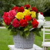 Bégonias doubles en mélange - Des fleurs XXL tout l'été