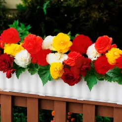 10 Bégonias doubles en mélange EXTRA - Des fleurs doubles tout l'été