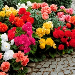 10 Bégonias doubles en mélange EXTRA - Des fleurs doubles tout l'été