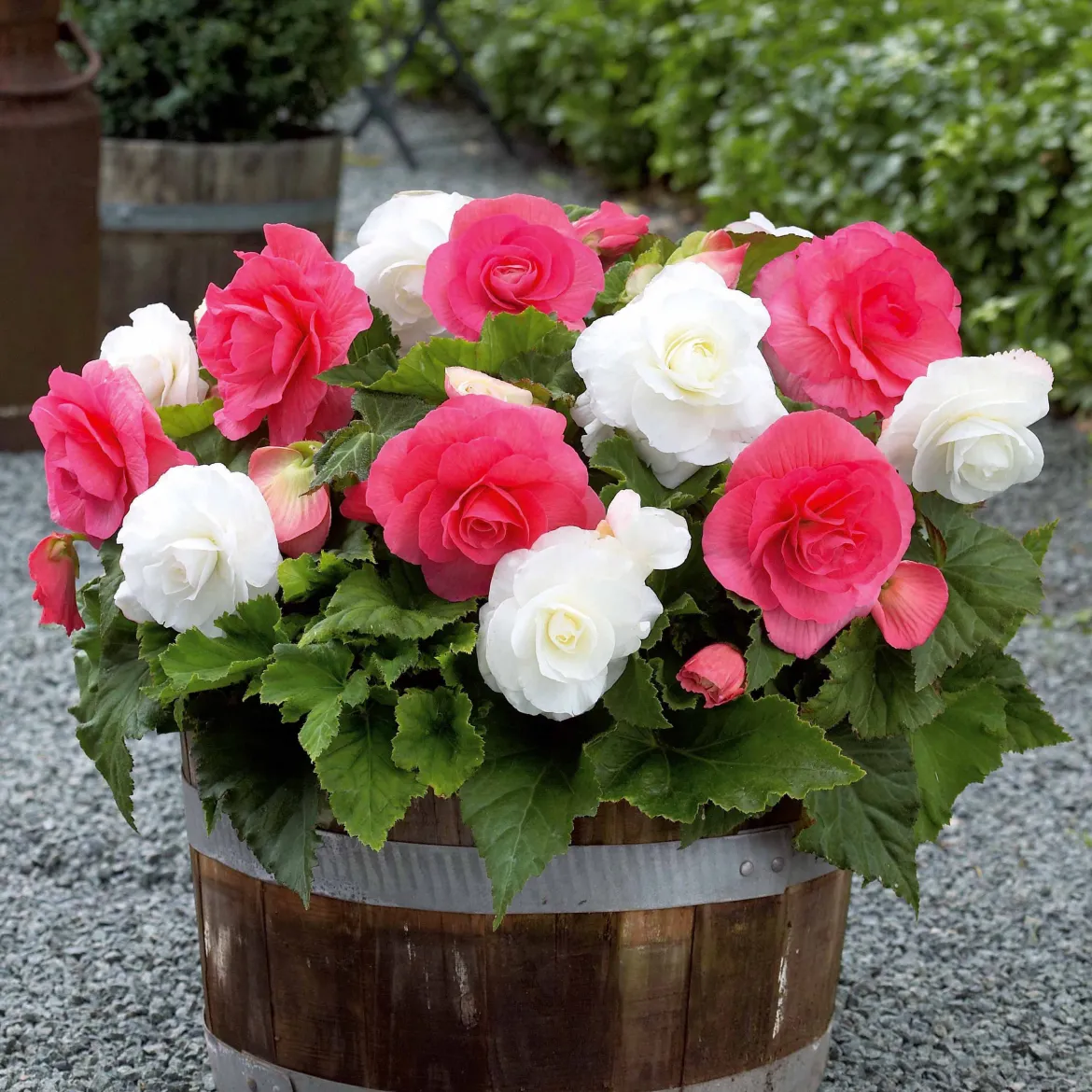 6 Bégonias doubles rose et blanc en mélange - Un balcon fleuri tout l'été