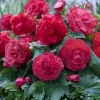 5 Bégonias doubles roses - Fleurs doubles tout l'été