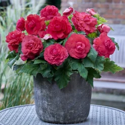 5 Bégonias doubles roses - Fleurs doubles tout l'été