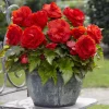 5 Bégonias doubles rouges - Un rouge éclatant tout l'été