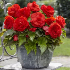 5 Bégonias doubles rouges - Un rouge éclatant tout l'été