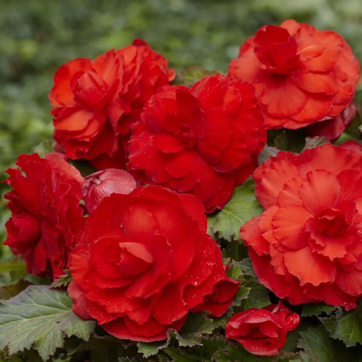 5 Bégonias doubles rouges - Un rouge éclatant tout l'été