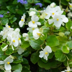 Bégonia semperflorens blanc - Fleurit partout sans effort