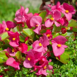 Bégonia semperflorens rose - Fleurit sans arrêt tout l'été