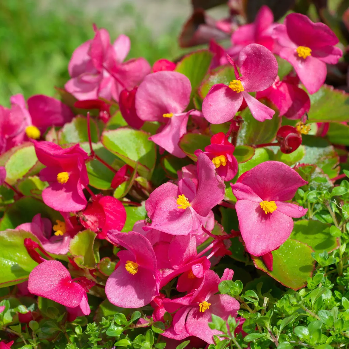 Bégonia semperflorens rose - Fleurit sans arrêt tout l'été