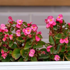 Bégonia semperflorens rose - Fleurit sans arrêt tout l'été