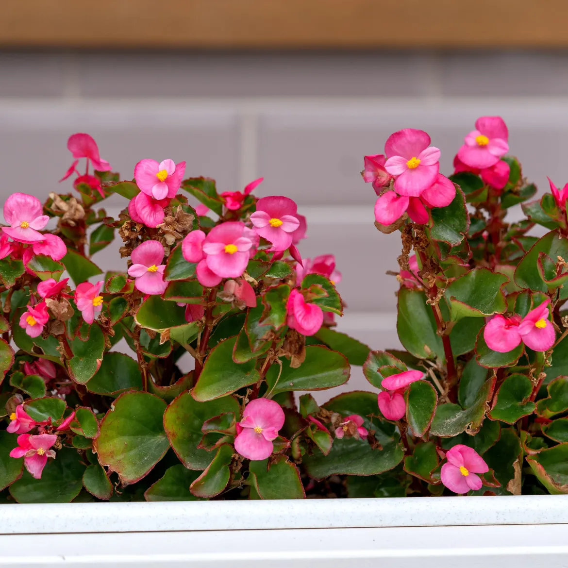Bégonia semperflorens rose - Fleurit sans arrêt tout l'été