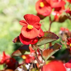 Bégonia semperflorens rouge - Fleurit sans arrêt tout l'été