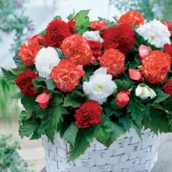 9 Bégonias fimbriata en mélange - Fleurs doubles tout l'été