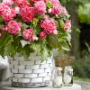 5 Bégonias à fleurs de Camélia - Une floraison XXL tout l'été