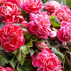 5 Bégonias à fleurs de Camélia - Une floraison XXL tout l'été