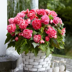 5 Bégonias à fleurs de Camélia - Une floraison XXL tout l'été